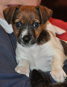 Grub as an 8 weeks old Jack Russell puppy
